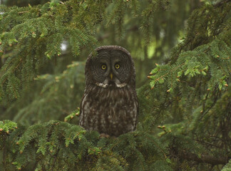 Great Grey Owl
