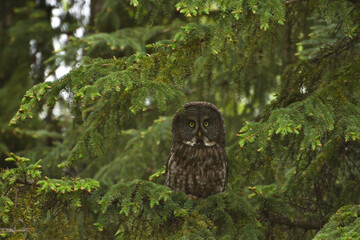 Great Grey Owl