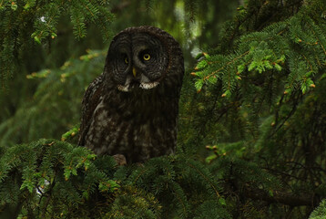Great Grey Owl