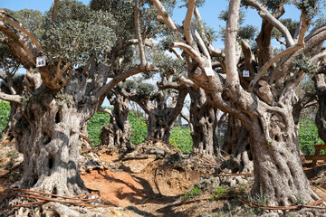 Old bizarre olive trees in moshav Zimrat
