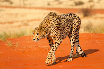 Fototapeta na wymiar Leopard walks on the sand in the Kalahari Desert. Namibia.