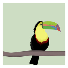 Toucan on a branch of a tree