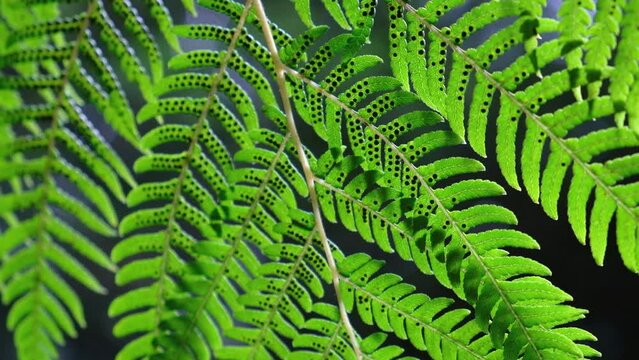 Beautiful closeup of a fern plant with black spores. Sunlight shining on the vibrant green colors of the leaves. Cinematic shot.
