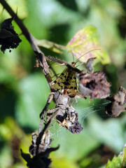 Scorpion fly on leaf