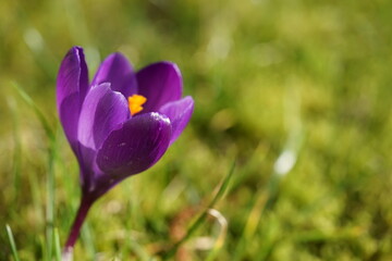 Fototapeta premium spring crocus flowers