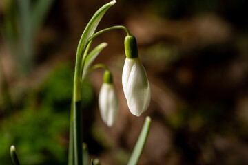 High resolution closeup of a Snowdrop, Galanthus in a natural woodland setting.