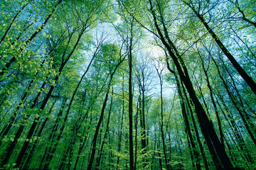 Grüner Wald mt jungen Buchen im Frühling. Baum mit grünen Blättern und Sonne. Hintergrund
