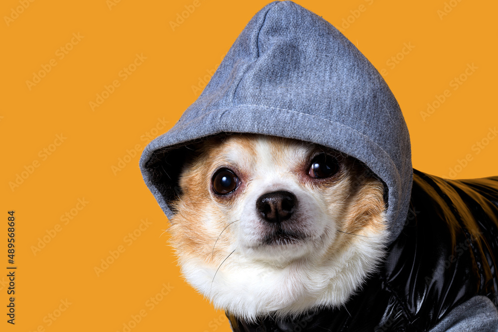 Poster funny chihuahua in overalls with a hood on a yellow background