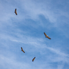 Vultures Circling in the Sky