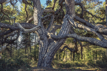 Old Twisted Pine in Solsones, Catalonia