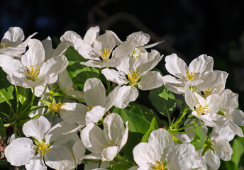 White apple tree blossoms with natural backlight by sunlight are a fresh spring image. Beautiful bright springtime bloom with contrasting colors on black background in the garden outdoors.