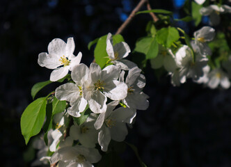 Obraz na płótnie Canvas White apple tree blossoms with natural backlight by sunlight are a fresh spring image. Beautiful bright springtime bloom with contrasting colors on black background in the garden outdoors.