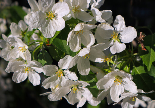 White apple tree blossoms with natural backlight by sunlight are a fresh spring image. Beautiful bright springtime bloom with contrasting colors on black background in the garden outdoors.