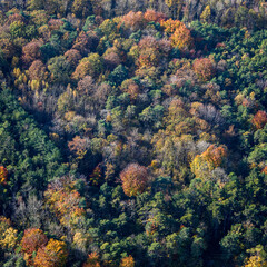 Fototapeta na wymiar vue aérienne de forêt à l'automne à Sacy dans la Marne en France