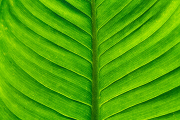 green leaf pattern texture background image.