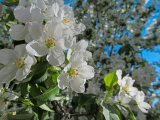 Obraz premium Apple tree branch with white flowers outdoors. Beautiful blossoms with natural backlight by sunlight are a fresh spring image.