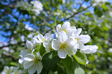 Apple tree branch with white flowers outdoors. Beautiful blossoms with natural backlight by sunlight are a fresh spring image.