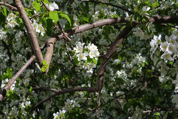 Apple tree branch with white flowers outdoors. Beautiful blossoms with natural backlight by sunlight are a fresh spring image.