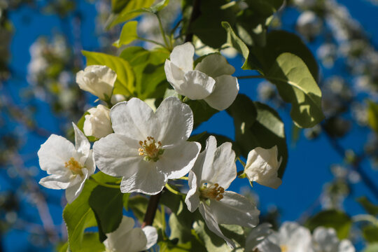 Apple tree branch with white flowers outdoors. Beautiful blossoms with natural backlight by sunlight are a fresh spring image.