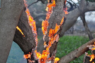 humedal incenciado
delta del parana
