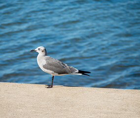 A bird standing on the water wall