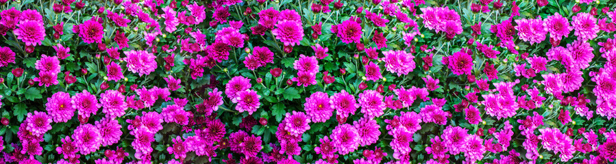 beautiful flowers for the background.banner of flowers for advertising
