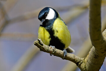 Kohlmeise // Eurasian Great Tit, Great Tit (Parus major)