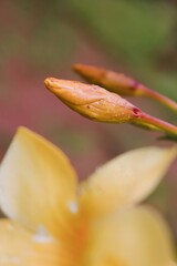 Beautiful wild flowers