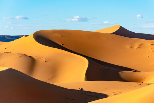 Tiny dromedary camel in the middle of a vast dune. Gold colored arc shaped sinuous and curvy sand dunes in a sunny day with contrasted shadows and a cloudy blue sky. Algerian Sahara Desert of Bechar