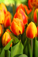 Magical Tulip Flair, blazing ruby-red with incredibly bright primrose-yellow edges that are variably feathered crimson