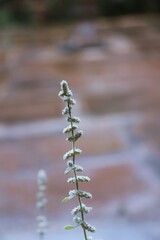 Beautiful wild flowers