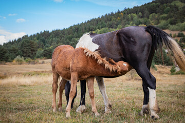 baby horse drinking milk from mother