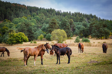 Fototapeta na wymiar horses graze grass on a meadow by a lake