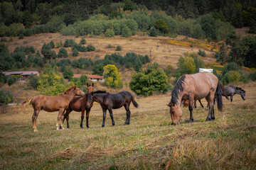 Fototapeta na wymiar horses graze grass on a meadow by a lake
