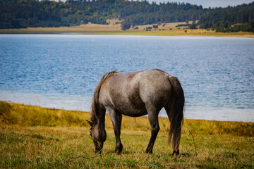 horse graze grass on a meadow by a lake