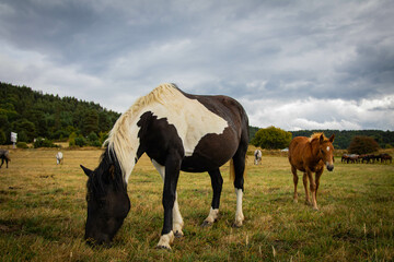 A mare with a little horse. Horses in a meadow 