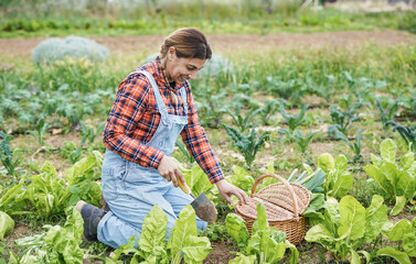 Mature latin woman working at agriculture farm - Gardening and harvest period concept