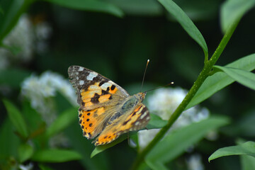 beautiful butterfly called painted lady (vanessa cardui)
on a leaf