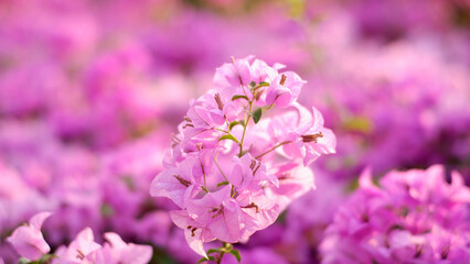 Flowers Background Purple