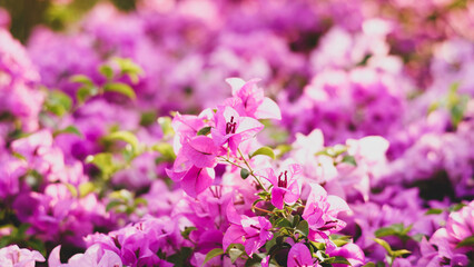 Obraz premium Flowers Background Purple