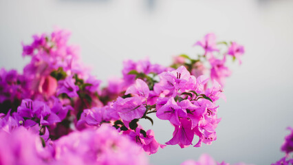 Flowers Background Purple