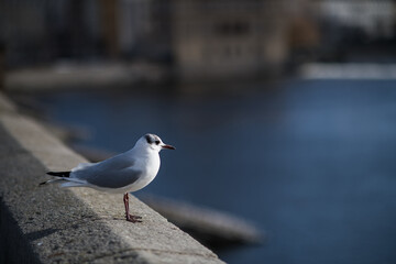 Bird. In the background the Vltava river. Ideal destination for a holiday.