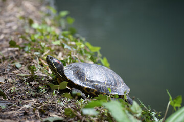 Red-eared turtle on the lake