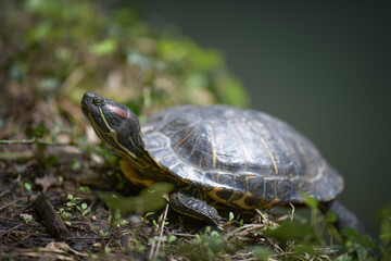 Fototapeta premium Close-up portrait of a red-eared turtle on the shore of a lake