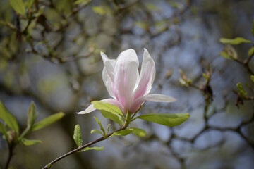 Opened white magnolia flower in the city garden