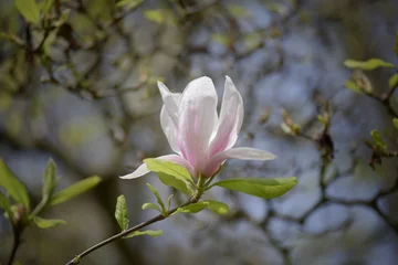 Foto op Canvas Opened white magnolia flower in the city garden © Evgeniya Fedorova