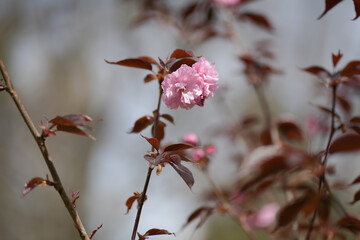 Pink flowers on thin young twigs in a spring garden
