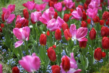 Many pink and red tulips in the field