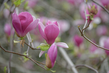 Large flowers of pink magnolia on thin branches