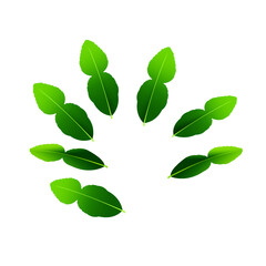 leaf kaffir Bergamot orange fruit. Makrut or raw kaffir lime. A whole, half, and a piece.Tropical exotic food.Citrus or lemon fruits. isolated on white background. vector illustration EPS. Flat design